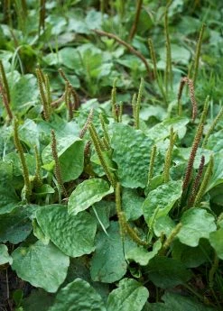 Sow Exotic Sweet Plantain Herb, Broadleaf (Plantago Major) Medicinal & Culinary Herbs