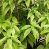 Sow Exotic Hoan Ngoc, Xuan-Hoa (Pseuderanthemum Palatiferum) Medicinal & Culinary Herbs