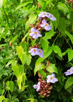 Sow Exotic Rang Jued (Thunbergia Laurifolia) Medicinal & Culinary Herbs