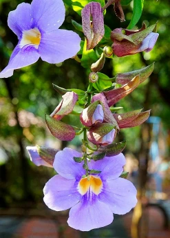 Sow Exotic Rang Jued (Thunbergia Laurifolia) Medicinal & Culinary Herbs