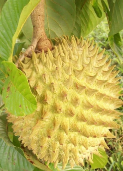 Sow Exotic Rollinia (Rollinia Deliciosa)