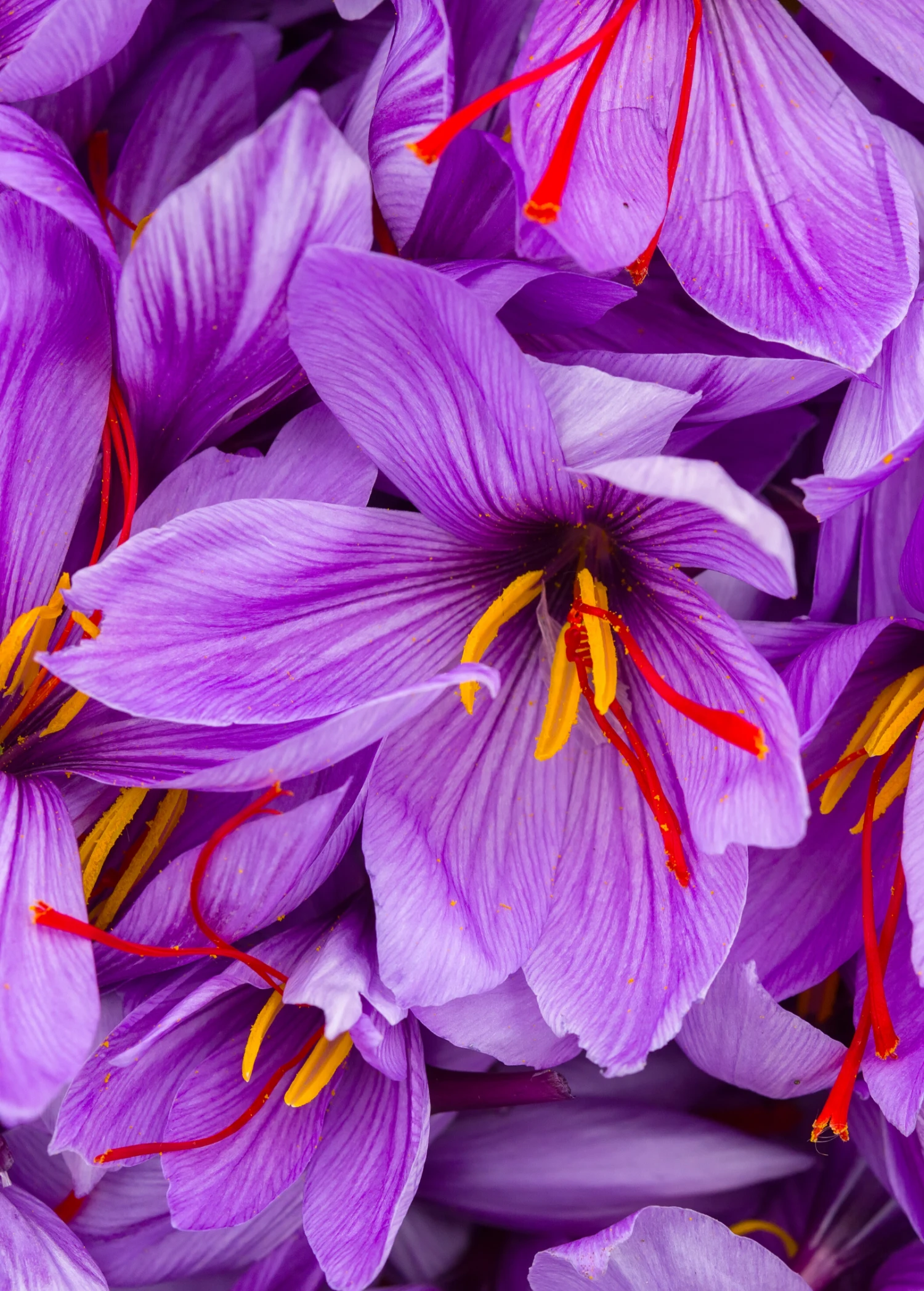 Sow Exotic Medicinal & Culinary Herbs Saffron (Crocus Sativus) 1 Sow Exotic Medicinal & Culinary Herbs Saffron (Crocus Sativus)