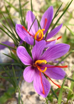 Sow Exotic Medicinal & Culinary Herbs Saffron (Crocus Sativus) 6 Sow Exotic Medicinal & Culinary Herbs Saffron (Crocus Sativus)