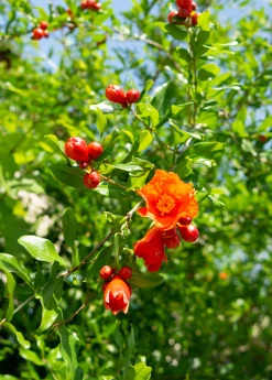 Sow Exotic Pomegranate 'Salavatski' (Punica Granatum)