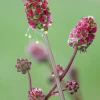 Sow Exotic Salad Burnet (Sanguisorba Minor)