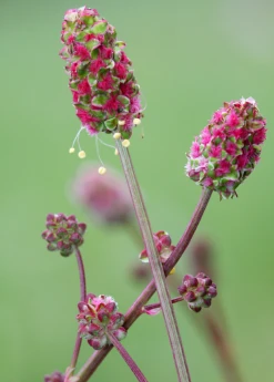 Sow Exotic Salad Burnet (Sanguisorba Minor)