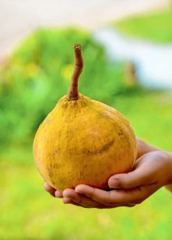 Sow Exotic Tropical Fruit & Spice Trees Santol (Sandoricum Koetjape)