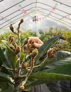Sow Exotic Tropical Fruit & Spice Trees Loquat 'Christmas' (Eriobotrya Japonica)