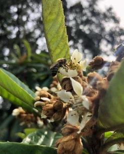 Sow Exotic Tropical Fruit & Spice Trees Loquat 'Christmas' (Eriobotrya Japonica)