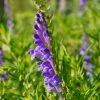 Sow Exotic Medicinal & Culinary Herbs Skullcap (Scutellaria Baicalensis)
