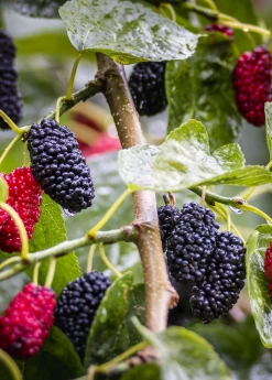 Sow Exotic Mulberry 'Shangri La' (Morus Alba X Rubra) Tropical Fruit & Spice Trees 7 Sow Exotic Mulberry 'Shangri La' (Morus Alba X Rubra) Tropical Fruit & Spice Trees