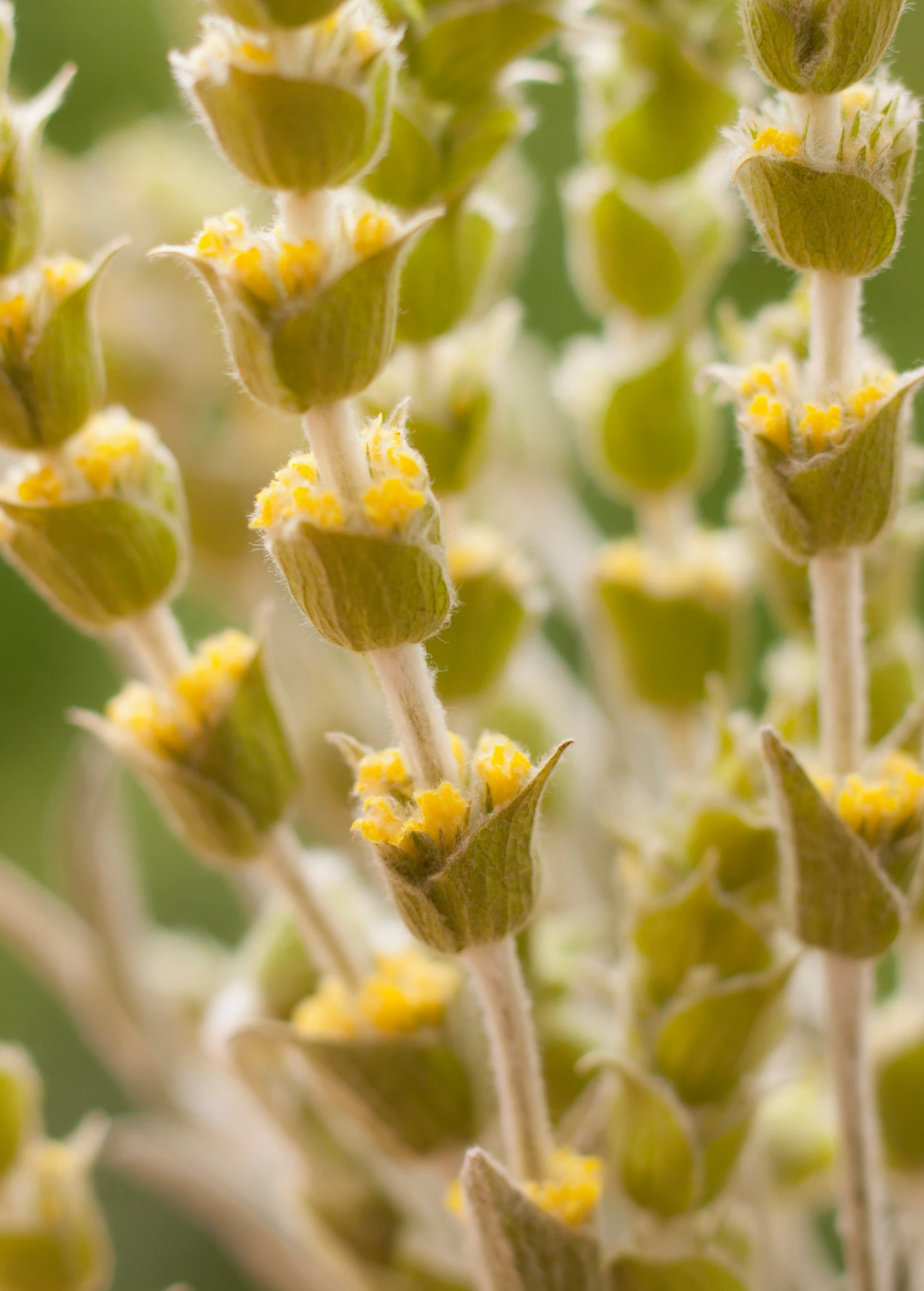 Sow Exotic Medicinal & Culinary Herbs Greek Mountain Tea (Sideritis Scardica) 2 Sow Exotic Medicinal & Culinary Herbs Greek Mountain Tea (Sideritis Scardica)