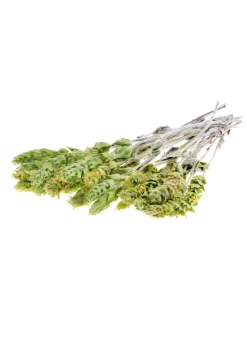 Sow Exotic Medicinal & Culinary Herbs Greek Mountain Tea (Sideritis Scardica) 6 Sow Exotic Medicinal & Culinary Herbs Greek Mountain Tea (Sideritis Scardica)