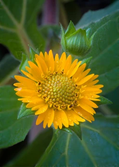 Sow Exotic Earth Apple, 'Yellow' (Smallanthus Sonchifolius) Medicinal & Culinary Herbs