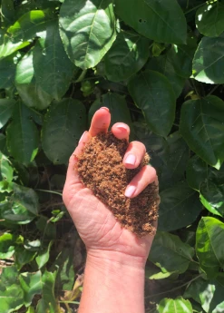 Sow Exotic Cottonseed Meal 6-0-4 Garden Tools