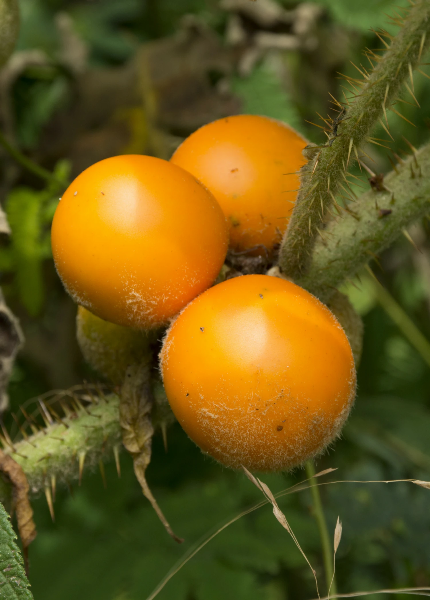 Sow Exotic Lulo, Naranjilla (Solanum Quitoense) Rare Fruiting Plants 4 Sow Exotic Lulo, Naranjilla (Solanum Quitoense) Rare Fruiting Plants