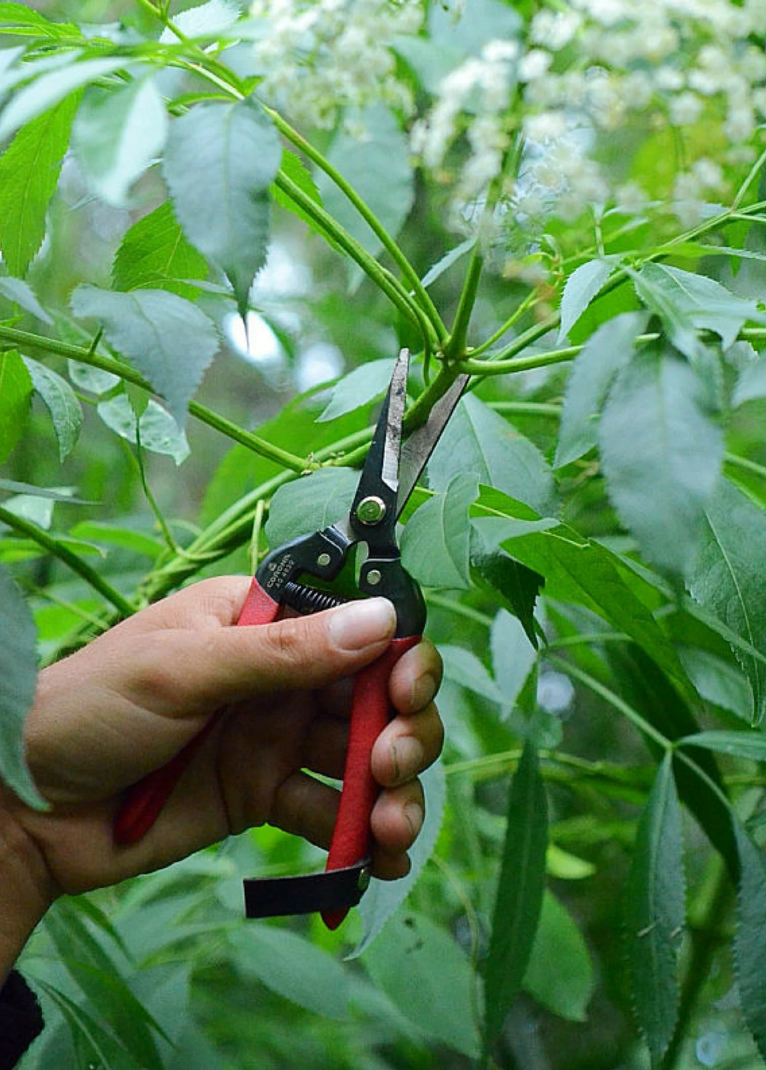 Sow Exotic Garden Tools Harvest Snips 1 Sow Exotic Garden Tools Harvest Snips