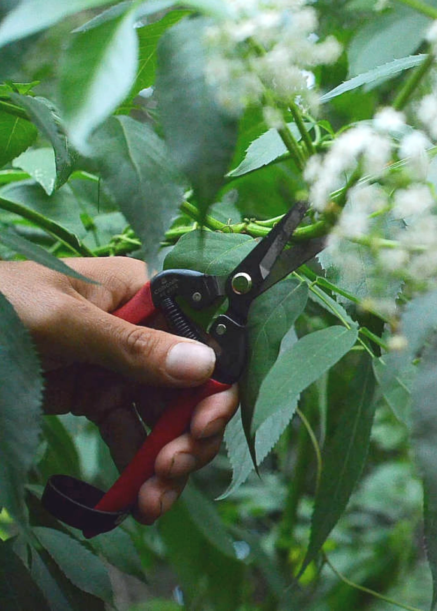 Sow Exotic Garden Tools Harvest Snips 2 Sow Exotic Garden Tools Harvest Snips