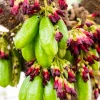 Sow Exotic Tropical Fruit & Spice Trees Bilimbi (Averrhoa Bilimbi)