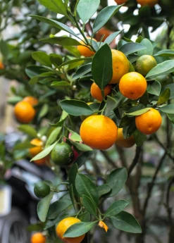 Sow Exotic Calamondin (Citrus × Citrofortunella Microcarpa) Tropical Fruit & Spice Trees