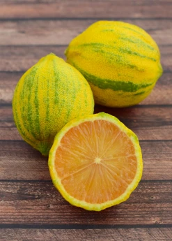 Sow Exotic Variegated Pink Lemon (Citrus × Limon) Tropical Fruit & Spice Trees