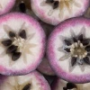 Sow Exotic Tropical Fruit & Spice Trees Star Apple, Caimito (Chrysophyllum Cainito)