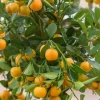 Sow Exotic Calamondin (Citrus × Citrofortunella Microcarpa) Tropical Fruit & Spice Trees