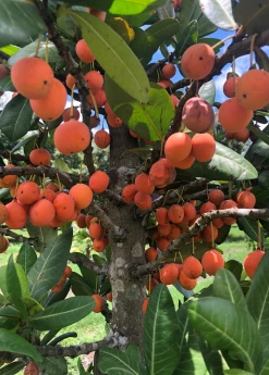 Sow Exotic Imbe (Garcinia Livingstonei)