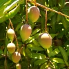 Sow Exotic Mango 'Carrie' (Mangifera Indica) Tropical Fruit & Spice Trees