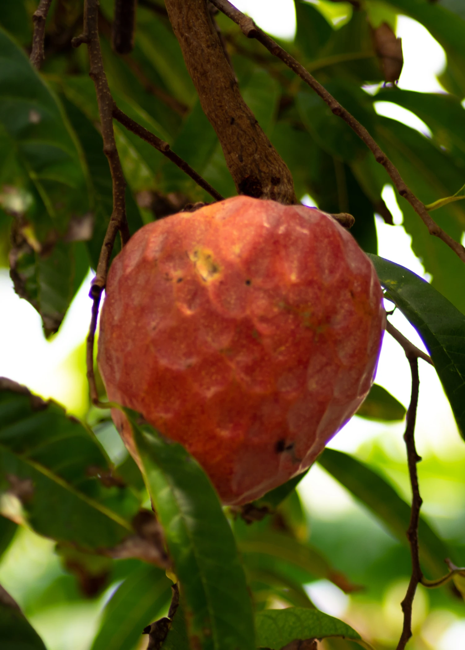 Sow Exotic Tropical Fruit & Spice Trees Custard Apple, Red (Annona Reticulata) 1 Sow Exotic Tropical Fruit & Spice Trees Custard Apple, Red (Annona Reticulata)