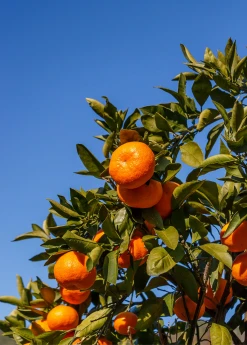 Sow Exotic Tropical Fruit & Spice Trees Satsuma Mandarin (Citrus Unshiu) 7 Sow Exotic Tropical Fruit & Spice Trees Satsuma Mandarin (Citrus Unshiu)