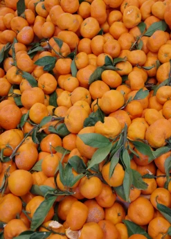 Sow Exotic Tropical Fruit & Spice Trees Satsuma Mandarin (Citrus Unshiu) 6 Sow Exotic Tropical Fruit & Spice Trees Satsuma Mandarin (Citrus Unshiu)