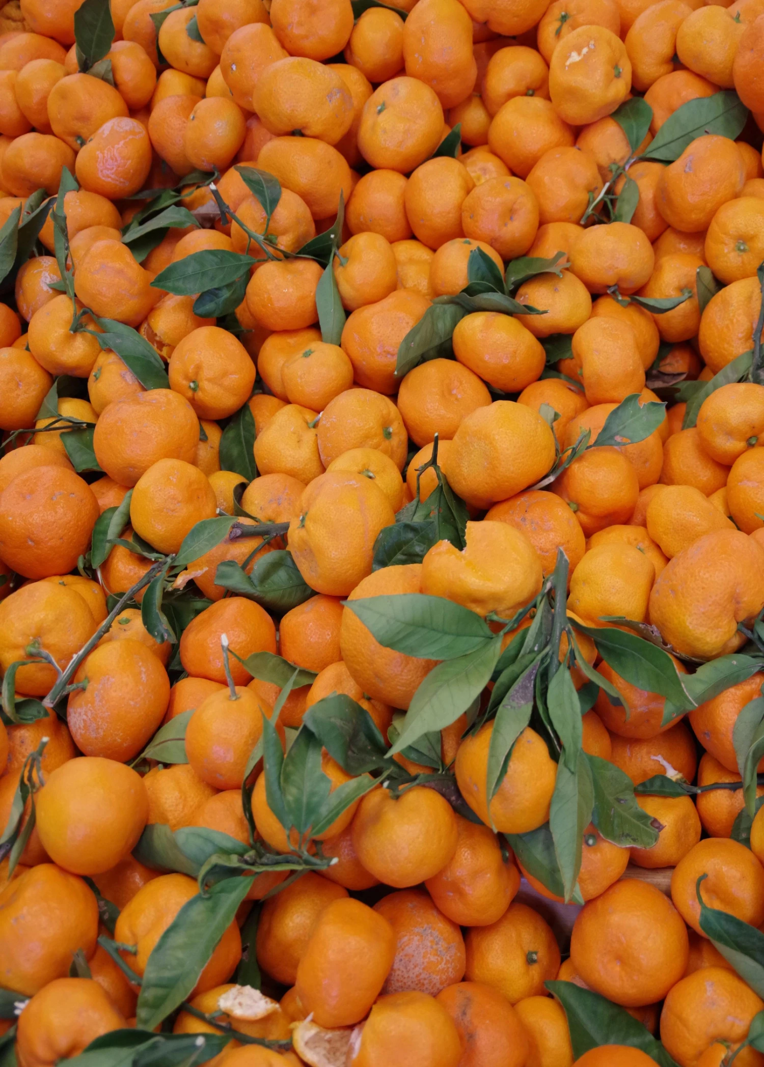 Sow Exotic Tropical Fruit & Spice Trees Satsuma Mandarin (Citrus Unshiu) 3 Sow Exotic Tropical Fruit & Spice Trees Satsuma Mandarin (Citrus Unshiu)