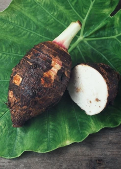 Sow Exotic Medicinal & Culinary Herbs Taro 'Chinese Bun Long' (Colocasia Esculenta)
