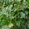 Sow Exotic June Plum (Spondias Dulcis) Tropical Fruit & Spice Trees