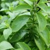 Sow Exotic Stevia (Stevia Rebaudiana) Medicinal & Culinary Herbs