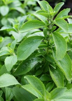 Sow Exotic Stevia (Stevia Rebaudiana) Medicinal & Culinary Herbs