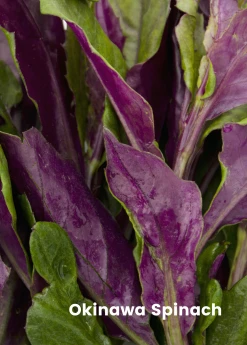 Sow Exotic Summer Spin-Off: Tropical Greens Bundle 9 Sow Exotic Summer Spin-Off: Tropical Greens Bundle