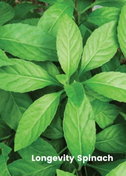 Sow Exotic Summer Spin-Off: Tropical Greens Bundle 10 Sow Exotic Summer Spin-Off: Tropical Greens Bundle