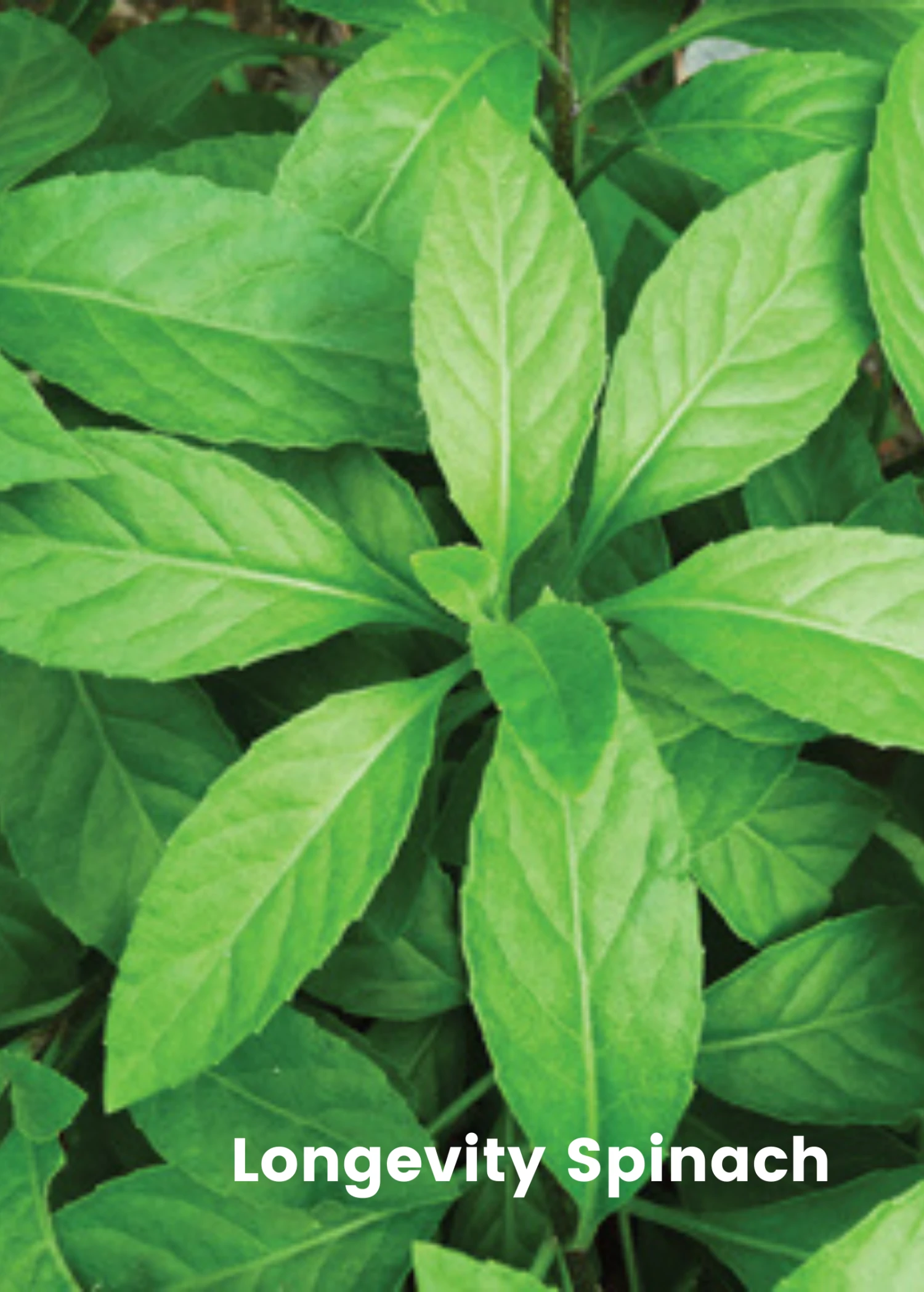 Sow Exotic Summer Spin-Off: Tropical Greens Bundle 5 Sow Exotic Summer Spin-Off: Tropical Greens Bundle