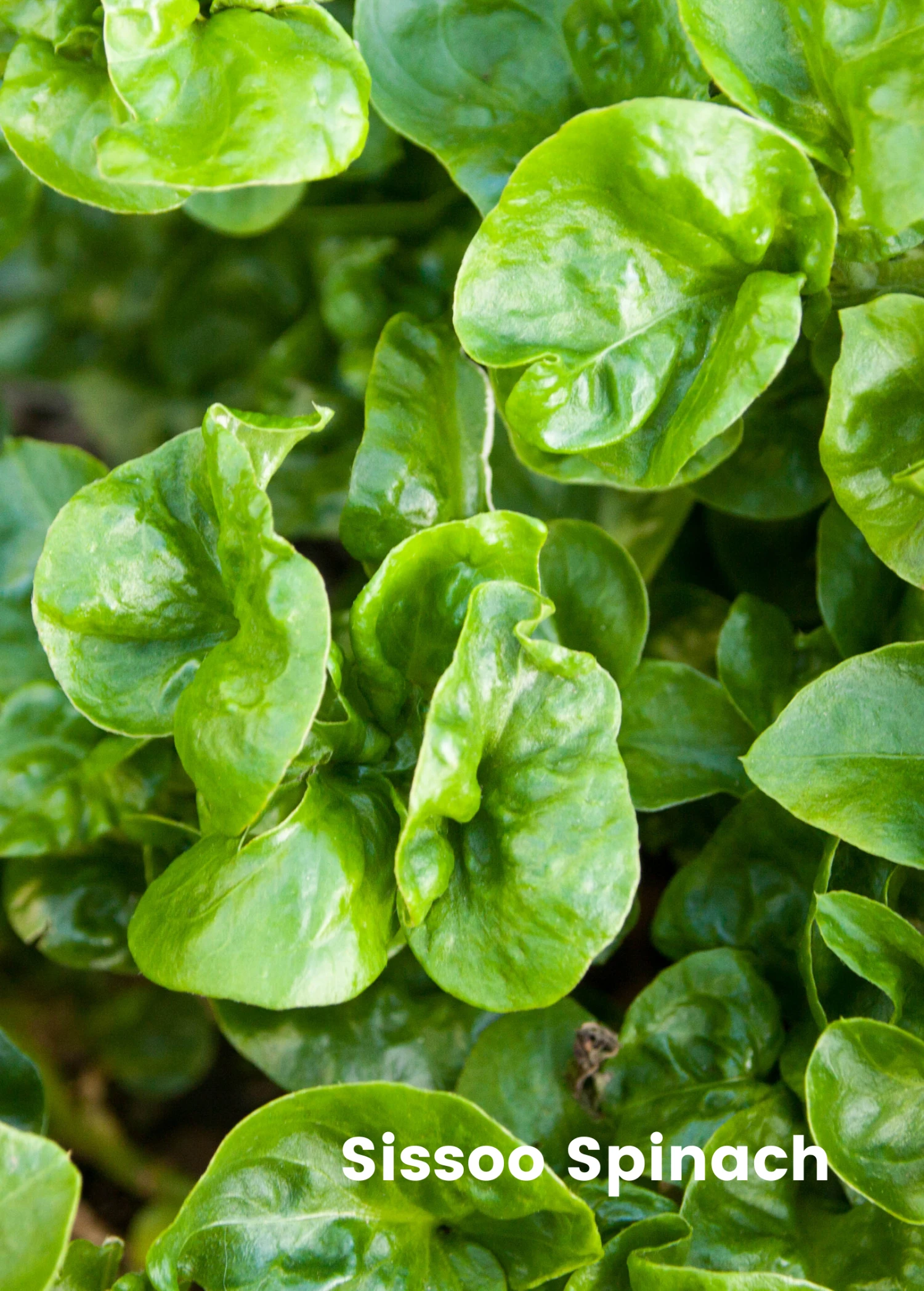 Sow Exotic Summer Spin-Off: Tropical Greens Bundle 3 Sow Exotic Summer Spin-Off: Tropical Greens Bundle