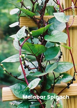 Sow Exotic Summer Spin-Off: Tropical Greens Bundle 11 Sow Exotic Summer Spin-Off: Tropical Greens Bundle