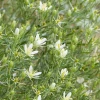 Sow Exotic Medicinal & Culinary Herbs Syrian Rue (Peganum Harmala)