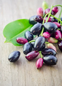 Sow Exotic Jamun (Syzygium Cumini) Tropical Fruit & Spice Trees