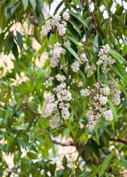 Sow Exotic Tropical Fruit & Spice Trees Samet, Phak Mek (Syzygium Gratum)