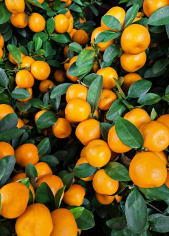 Sow Exotic Tropical Fruit & Spice Trees Tango Mandarin (Citrus Reticulata Blanco)