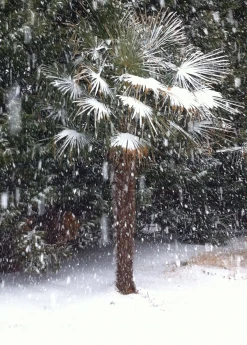 Sow Exotic Windmill Palm (Trachycarpus Fortunei)