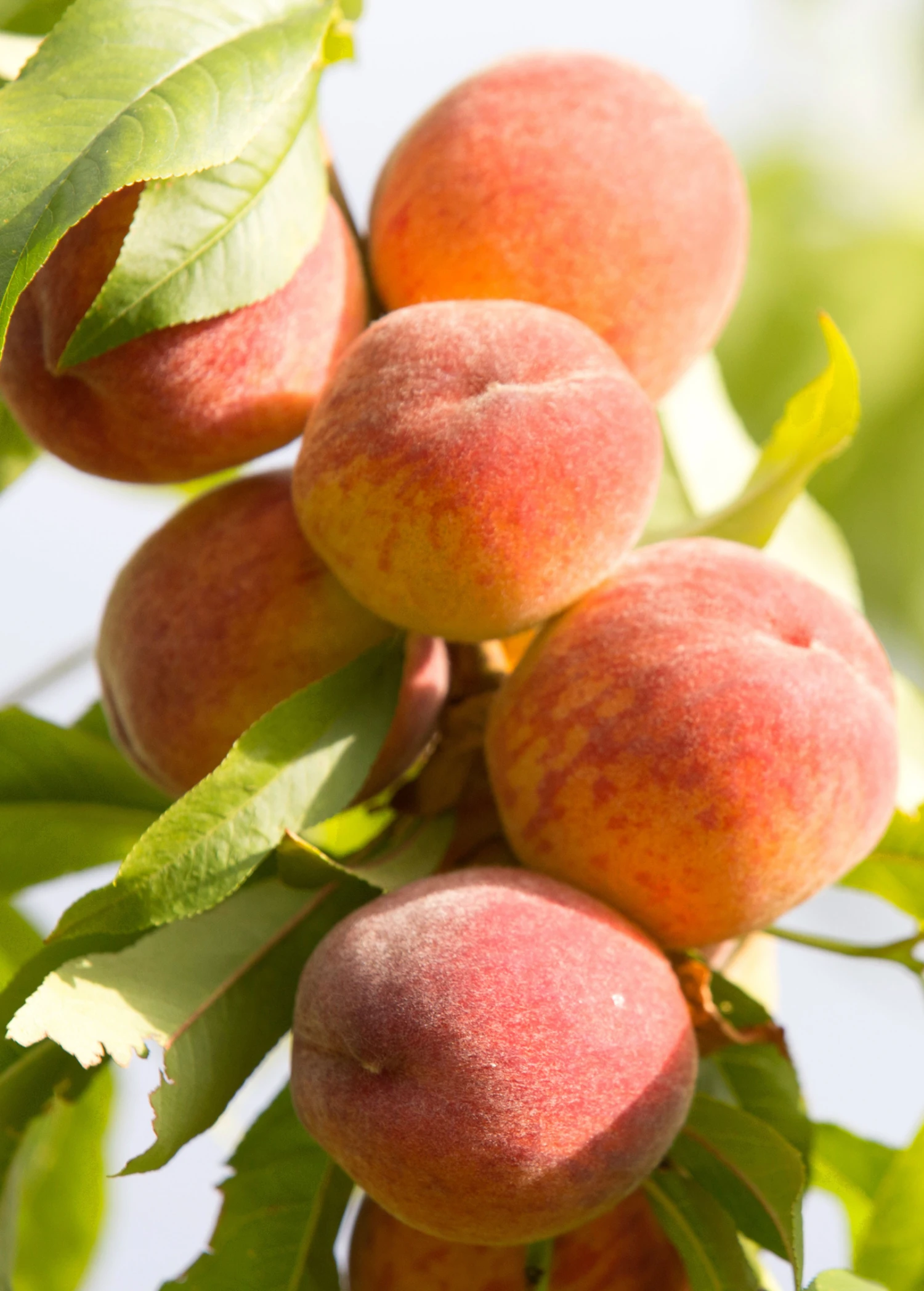 Sow Exotic Peach 'Tropic Beauty' (Prunus Persica) 1 Sow Exotic Peach 'Tropic Beauty' (Prunus Persica)