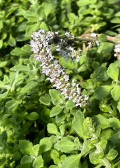 Sow Exotic Vicks Plant (Plectranthus Tomentosa)