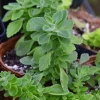 Sow Exotic Vicks Plant (Plectranthus Tomentosa)